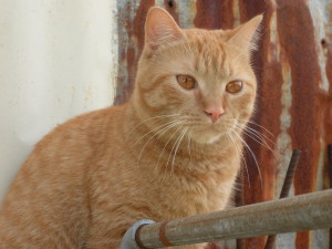 Merlín, año 2010