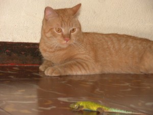 Cuidando la presa