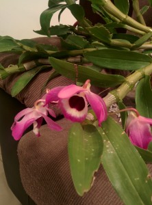 Orquídea en su primer floración